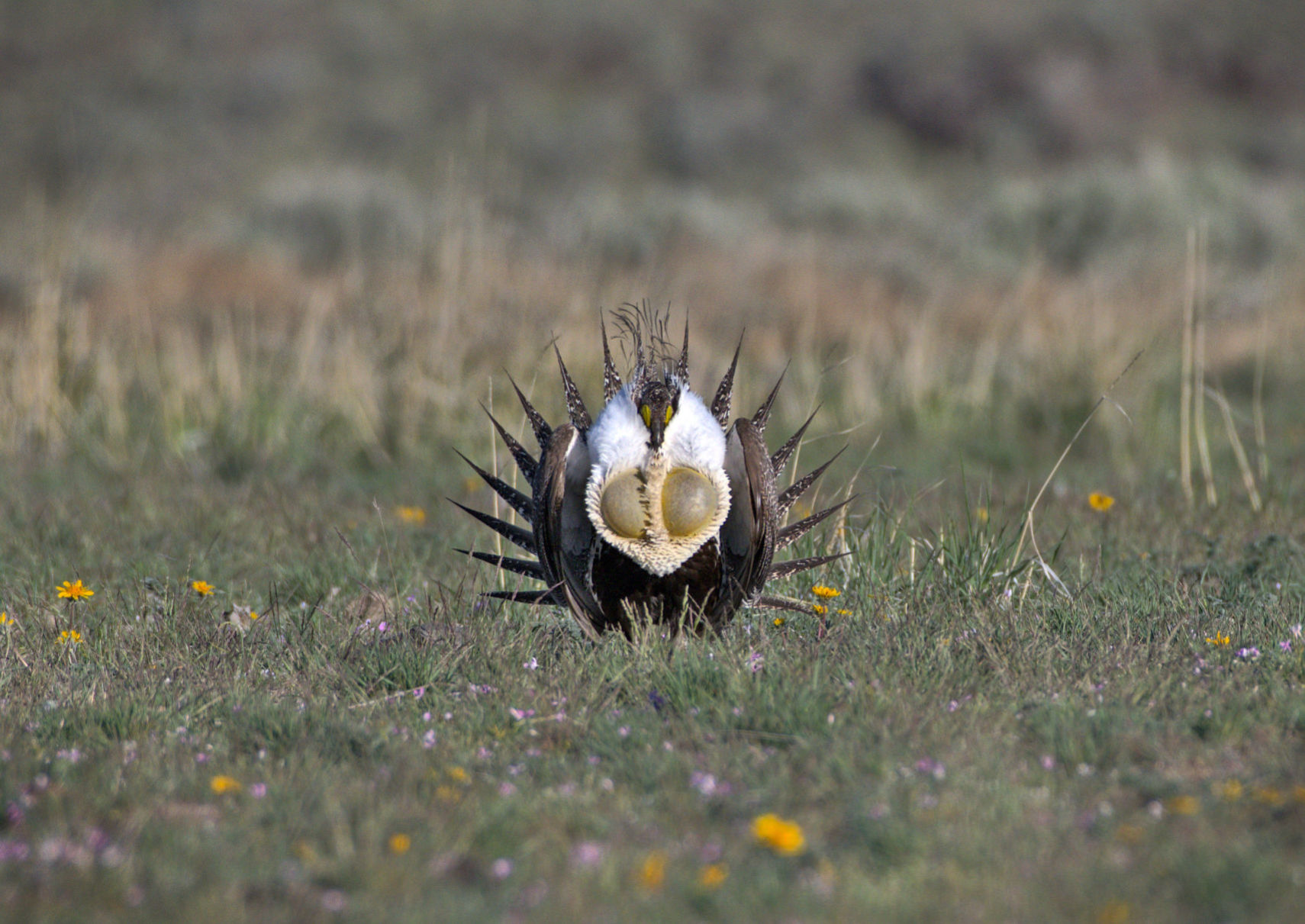Magic Valley sage grouse